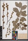 Foto von Salix caprea L.